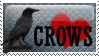 I love crows